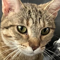 adopt-pet
