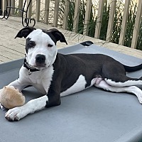 adopt a pet