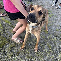 adopt a pet