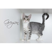 adopt-pet