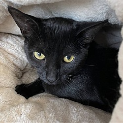 Thumbnail photo of Bridget (Shy Black Kitten) - Fee Waived #2