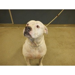 Photo of RUFUS