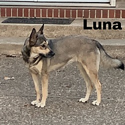 Thumbnail photo of Luna4 Adoption Pending #4