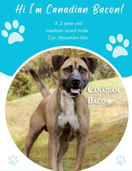 Photo of Canadian Bacon (Adoption Ambassador)