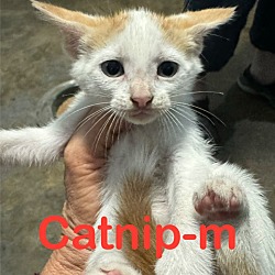 Photo of Catnip 24