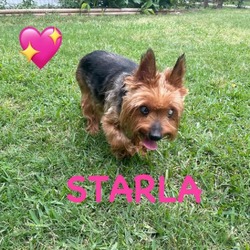 Thumbnail photo of Starla (Dallas) #1