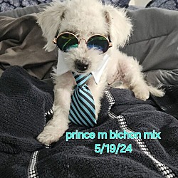 Thumbnail photo of Prince #3