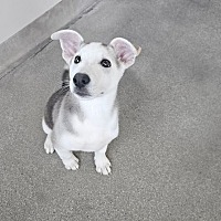 adopt a pet