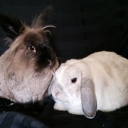 Thumbnail photo of Olaf & Scamp #1