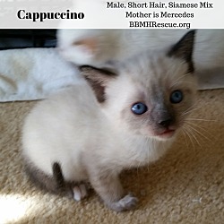 Thumbnail photo of Cappuccino #2
