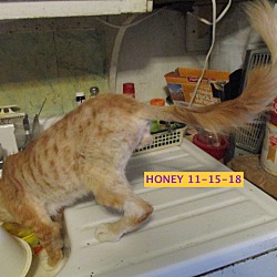 Thumbnail photo of Honey Boy-adopted 12-22-18 #4