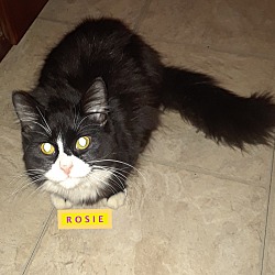 Photo of Rosie-adopted 2-09-19
