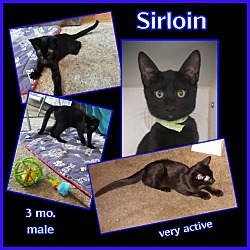 Thumbnail photo of Sirloin #2