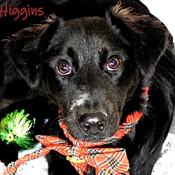Thumbnail photo of Higgins ~ meet me! #1