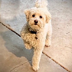 Thumbnail photo of Rocco- read bio #4