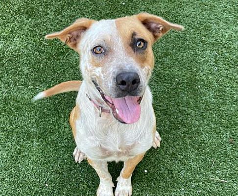 CHICHESTER, NH - Cattle Dog/Mixed Breed (Medium). Meet Scarlet a Pet ...