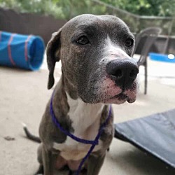 Photo of Trixie