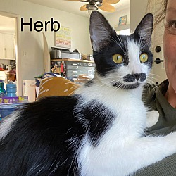Thumbnail photo of Herb #1