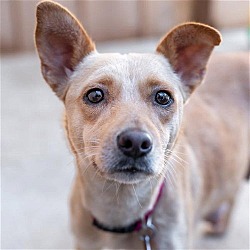 Thumbnail photo of Didi - Adopted! #1