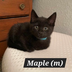 Thumbnail photo of Maple #2