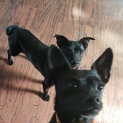 Thumbnail photo of JERSEY & JET (bonded) #4