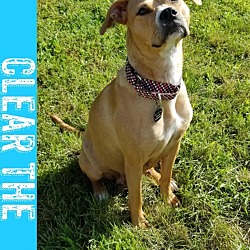 Photo of Heidi - Clear the Shelter-  Foster to Adopt