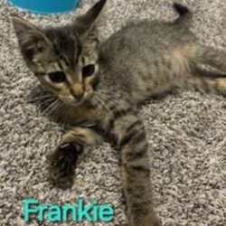 Thumbnail photo of Frankie #1