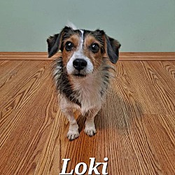 Thumbnail photo of Loki #4