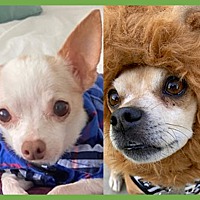 adopt a pet