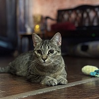 adopt a pet