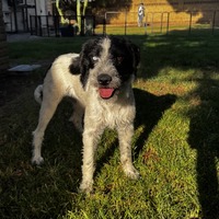 adopt-pet