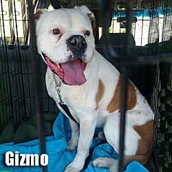 Thumbnail photo of Gizmo #2