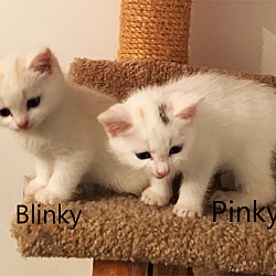 Thumbnail photo of Blinky #2
