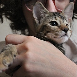 Thumbnail photo of Meowrie Curie aka Marie #3