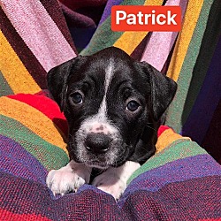 Thumbnail photo of Patrick #2