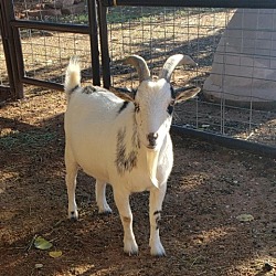 Photo of Chip