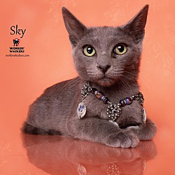 Thumbnail photo of SKY #4