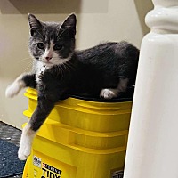 adopt a pet