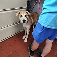 adopt a pet