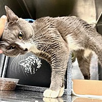 adopt a pet
