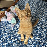 adopt a pet