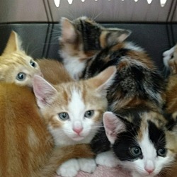 Thumbnail photo of Rainbow Kittens!!beautiful #1