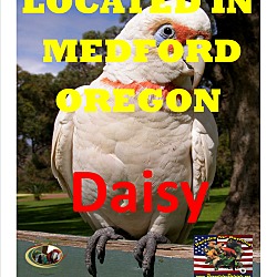 Thumbnail photo of DAISY LOCATED MEDFORD OREGON #1
