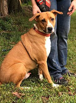 Available Pets | Companion Pet Rescue of Middle Tennessee