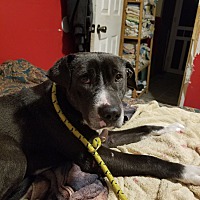 adopt-pet