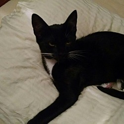 Photo of Black & White Chest Kitty