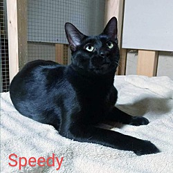 Thumbnail photo of Speedy #4