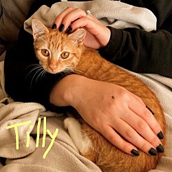 Photo of Tilly: Sweet, Unique Orange Female Kitten