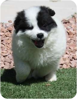 Las Vegas Nv Border Collie Meet Brady A Dog For Adoption Adopted