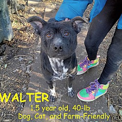 Thumbnail photo of WALTER #1